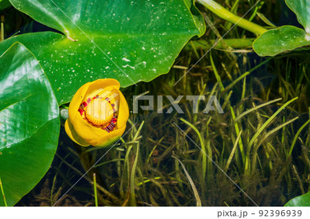 Close up shot of the lily blossom in Lily Pond 92396939