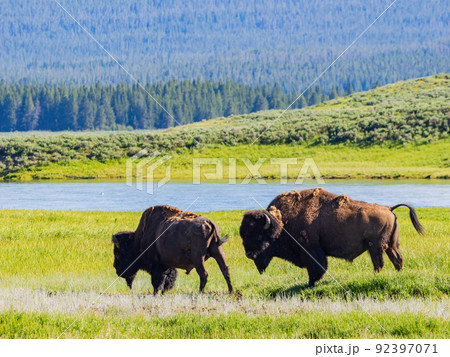 Close up shot of a wild bison eating grass in Yellowstone National Park Close up shot of a wild bison eating grass in Yellowstone National Park 92397071
