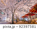 【京都府】祇園白川　夜桜 92397381