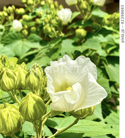緑の葉をバックにした白い芙蓉の花一輪と複数の蕾 92398665