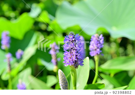 ポンテデリア　ミズアオイ 92398802