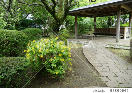 東京都町田市南成瀬　町田市立堂之坂公苑　入園無料  林内散策路　横浜線成瀬駅　令和4年6月 92399642