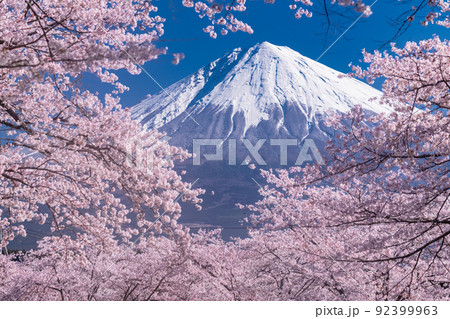 《静岡県》富士山と満開の桜 《静岡県》富士山と満開の桜 92399963