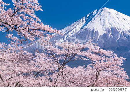 《静岡県》富士山と満開の桜 92399977