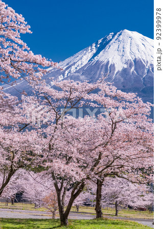 《静岡県》富士山と満開の桜 92399978