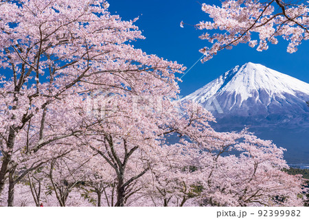 《静岡県》富士山と満開の桜 《静岡県》富士山と満開の桜 92399982
