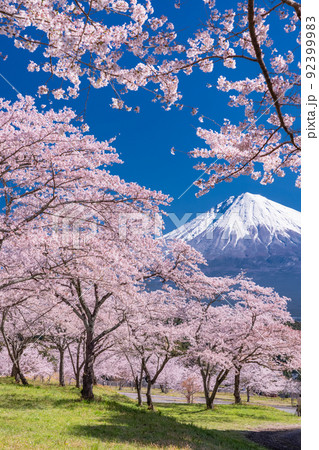 《静岡県》富士山と満開の桜 《静岡県》富士山と満開の桜 92399983