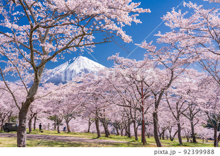 《静岡県》富士山と満開の桜 92399988