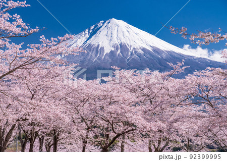 《静岡県》富士山と満開の桜 92399995