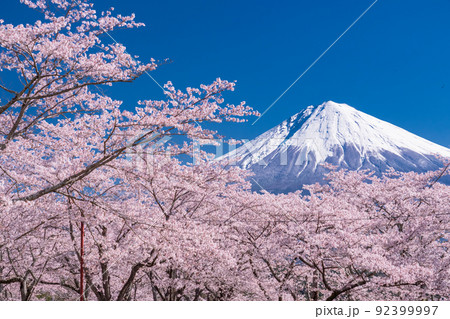 《静岡県》富士山と満開の桜 92399997