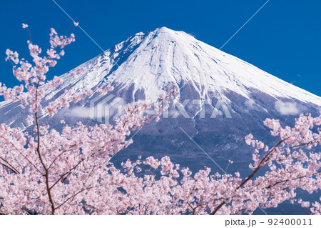 《静岡県》富士山と満開の桜 《静岡県》富士山と満開の桜 92400011