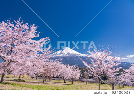 《静岡県》富士山と満開の桜 92400033