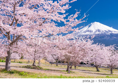 《静岡県》富士山と満開の桜 92400039