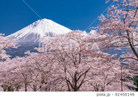 《静岡県》富士山と満開の桜 92400146