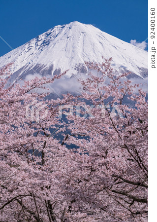《静岡県》富士山と満開の桜 《静岡県》富士山と満開の桜 92400160