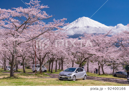 《静岡県》富士山と満開の桜 92400166