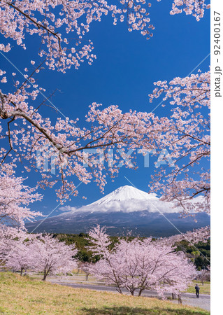 《静岡県》富士山と満開の桜 92400167