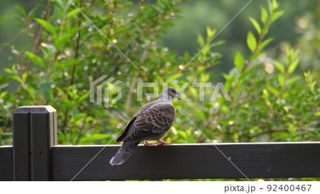 山鳩 ヤマドリ スズメ 92400467