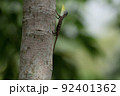 シンガポールの動物　トビトカゲの仲間 92401362