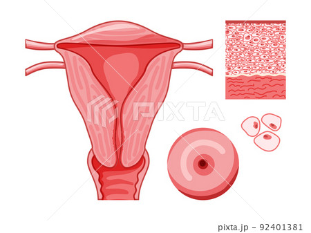 Female reproductive system with cels and parts Frontal view in a cut. Human anatomy internal organs location scheme Female reproductive system with cels and parts Frontal view in a cut. Human anatomy internal organs location scheme 92401381