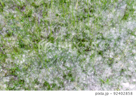 Pollen of poplar texture seeds flying slowly all around air outdoor. Selective focus. 92402858