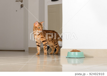 Bengal cat peeks around the corner, looks at a bowl of food, against the background of the room. Bengal cat peeks around the corner, looks at a bowl of food, against the background of the room. 92402910