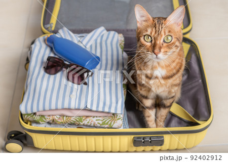 Domestic red cat sits in a suitcase or bag and waits for a trip. Domestic red cat sits in a suitcase or bag and waits for a trip. 92402912