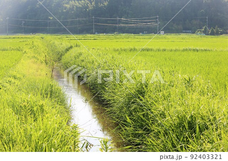田んぼ 92403321