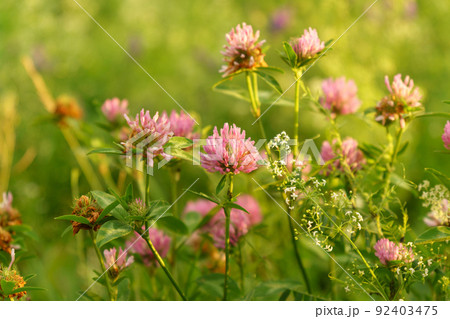 Red clover or Trifolium pratense inflorescence, close up. Purple meadow trefoil. Selective focus 92403475