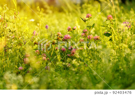 Red clover or Trifolium pratense inflorescence, close up. Purple meadow trefoil. Selective focus 92403476