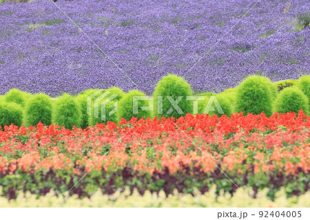 ラベンダー満開美瑛の夏 92404005