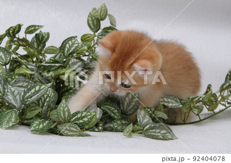 British shorthair kitten of golden color on white background and green leaves. Cute red chinchilla kitten. Pets at cozy home. Top down view web banner. Funny adorable pets cats. Postcard concept. 92404078