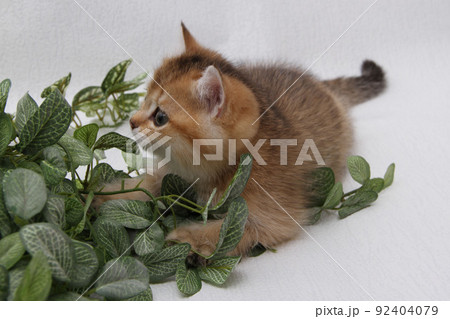 British shorthair kitten of golden color on white background and green leaves. Cute red chinchilla kitten. Pets at cozy home. Top down view web banner. Funny adorable pets cats. Postcard concept. 92404079