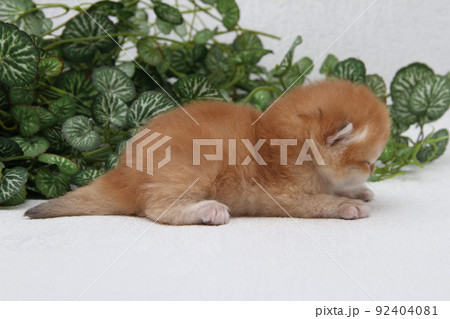 British shorthair kitten of golden color on white background and green leaves. Cute red chinchilla kitten. Pets at cozy home. Top down view web banner. Funny adorable pets cats. Postcard concept. 92404081