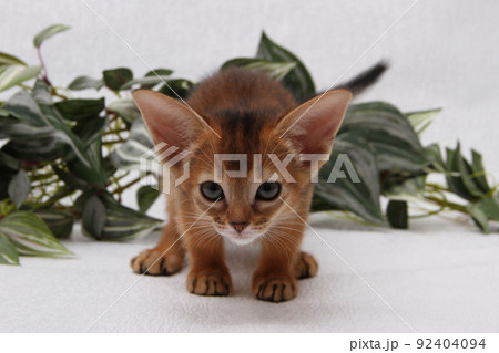 Abyssinian kitten, white wall background. Young beautiful purebred red short haired kitty. Small cute pets at cozy home. Top view banner. Funny adorable cats. Postcard concept. Close up, copy space. Abyssinian kitten, white wall background. Young beautiful purebred red short haired kitty. Small cute pets at cozy home. Top view banner. Funny adorable cats. Postcard concept. Close up, copy space. 92404094