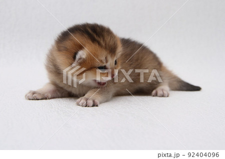 British shorthair kitten of golden color on white background and green leaves. Cute red chinchilla kitten. Pets at cozy home. Top down view web banner. Funny adorable pets cats. Postcard concept. British shorthair kitten of golden color on white background and green leaves. Cute red chinchilla kitten. Pets at cozy home. Top down view web banner. Funny adorable pets cats. Postcard concept. 92404096