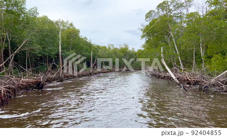 Airboat Ride in the Everglades leading through a Mangrove Forest Airboat Ride in the Everglades leading through a Mangrove Forest 92404855