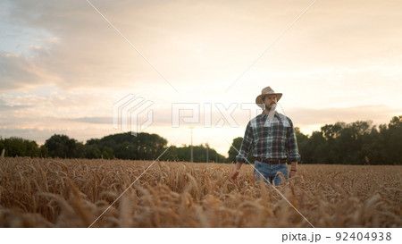 Farmer touching wheat crop ears to control a quality in grain field 92404938