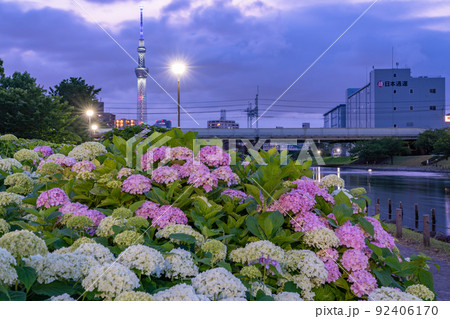 《東京都》あじさいとスカイツリー・旧中川水辺公園 92406170