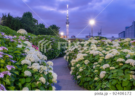 《東京都》あじさいとスカイツリー・旧中川水辺公園 92406172