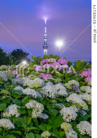 《東京都》あじさいとスカイツリー・旧中川水辺公園 92406174