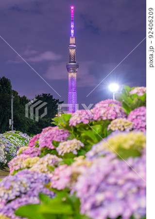 《東京都》あじさいとスカイツリー・旧中川水辺公園 《東京都》あじさいとスカイツリー・旧中川水辺公園 92406209