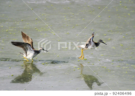 Pair of Lesser Yellowlegs, Tringa flavipes, squabbling 92406496
