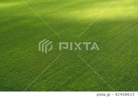 Green field of buckwheat blossoms, healthy food, rural scene, agricultural business, food industry. Green field of buckwheat blossoms, healthy food, rural scene, agricultural business, food industry. 92408615