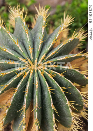 Round ribbed cactus with needles close up Round ribbed cactus with needles close up 92408876