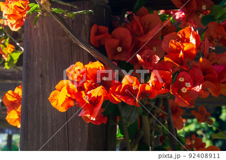 Fiery orange flowers of bougainvillea buttiana in the rays of the dawn sun 92408911