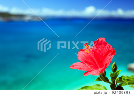 沖縄の青い海と青い空と真っ赤なハイビスカス 92409393