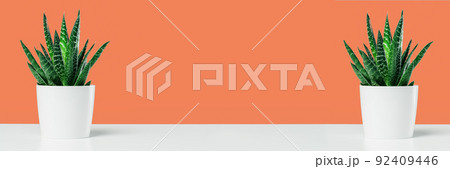 Textured cactus succulent on orange background minimal banner 92409446