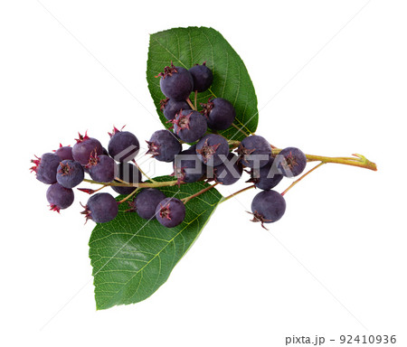 Saskatoon berries isolated on white background. Amelanchier, shadbush, juneberry, irga or sugarplum ripe berries. Saskatoon berries isolated on white background. Amelanchier, shadbush, juneberry, irga or sugarplum ripe berries. 92410936