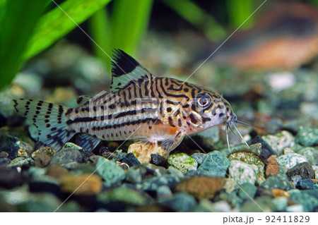 コリドラス　ジュリー　コリドラス・トリリネアトゥス　アクアリウム 92411829